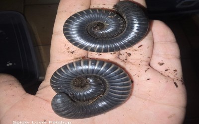 MILLIPEDE SILVER / MILIPEDE / SILVER DENGAN KANDANG